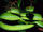 Ruby-eyed Green Pit Viper