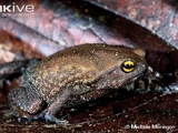 Probreviceps macrodactylus