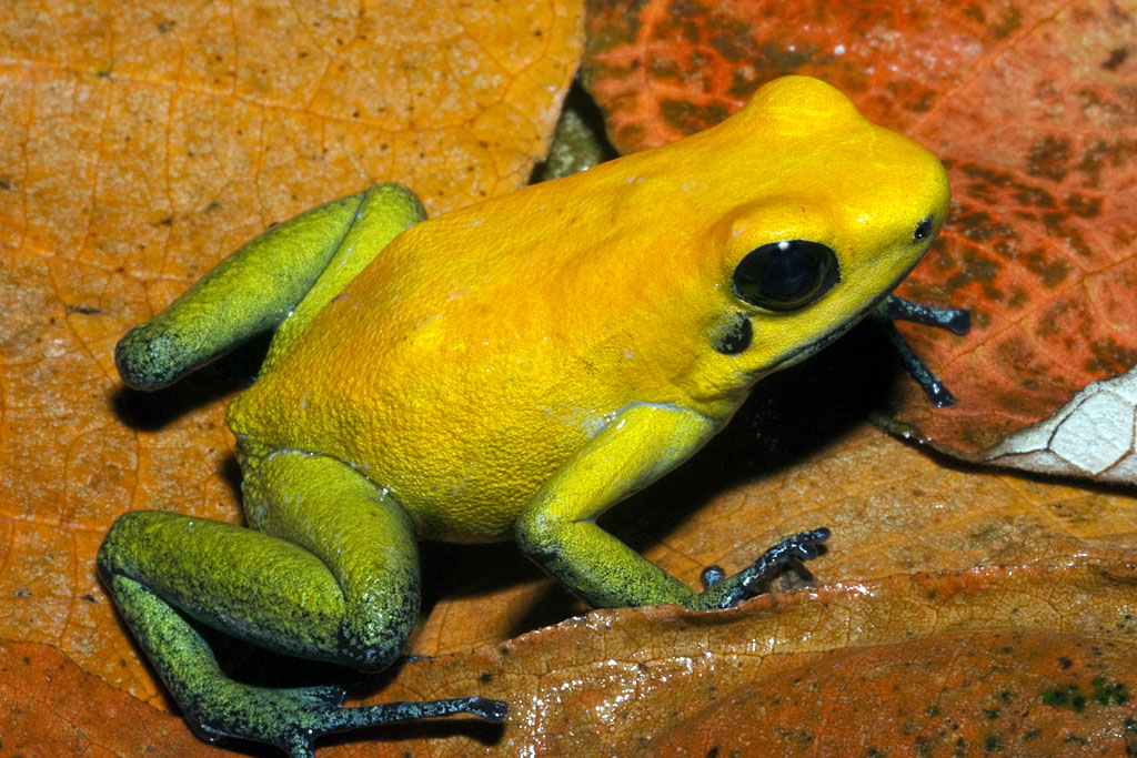 Phyllobates terribilis 'Yellow' - Golden Poison Dart Frog (Captive