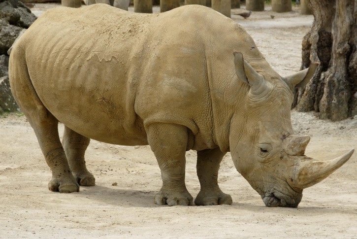 Black rhinoceros - Wikipedia