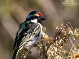 Acacia Pied Barbet