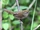 Philippine Bush Warbler