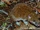 Mindanao Shrew Rat
