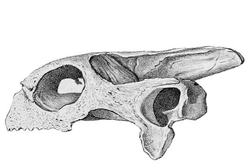 Skull of Cylindraspis triserrata