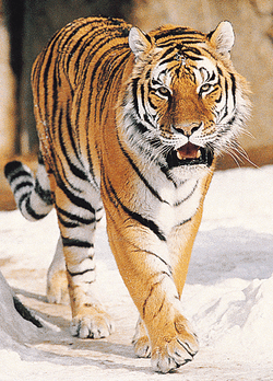 Siberian Tiger, Animal Database