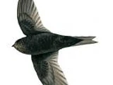 Bates's Swift