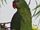 Black-lored Parrot