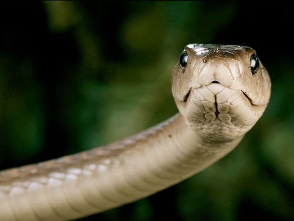 A Grass Snake Plays Dead on a Cold Autumn Day