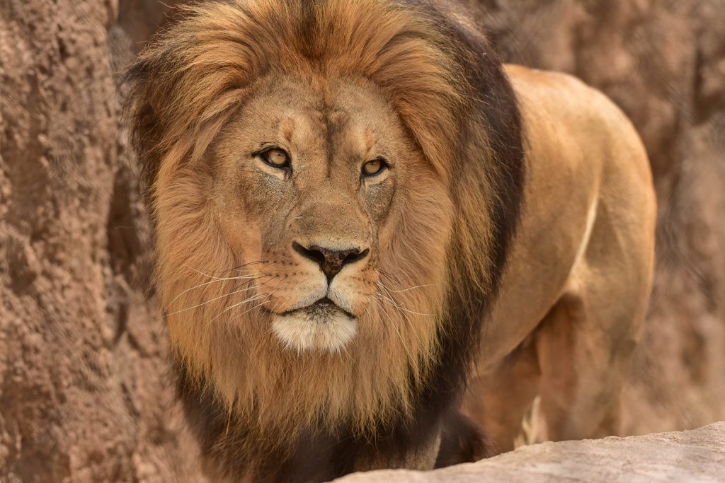 African Lion | Animal Database | Fandom