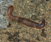 NewZealandFlatworm