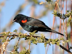 Red-shouldered-Cuckooshrike