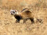 Steppe Polecat