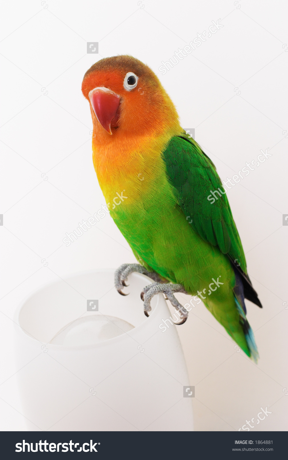 Green hotsell fischer lovebird