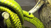 Western green mamba