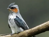 Crested Treeswift