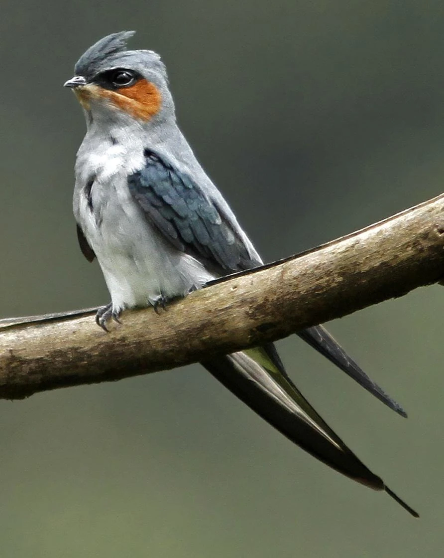 Crested Treeswift | Animal Database | Fandom