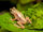 Kihansi Spray Toad