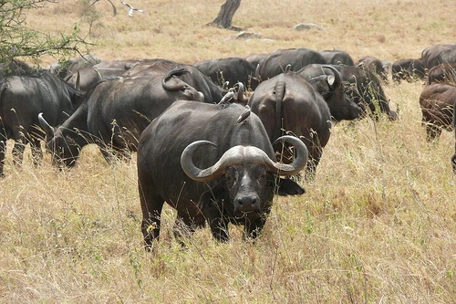 Cape Buffalo herd