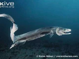 Frilled Shark