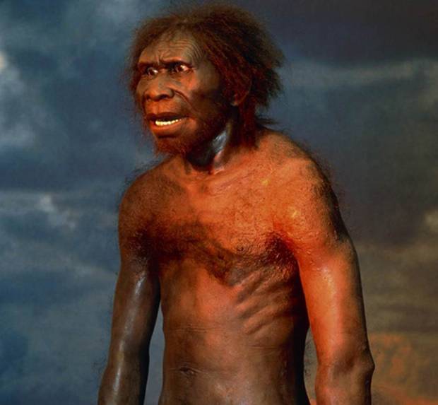 Homo erectus - Wikipedia