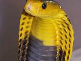Samar Cobra