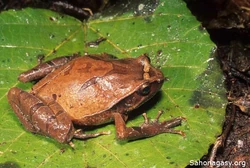 Plethodontohyla inguinalis