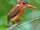 Sulawesi Dwarf Kingfisher