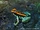Golfodulcean Poison Frog