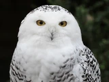 Snowy Owl