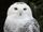 Snowy Owl