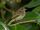Yellow-crowned Elaenia