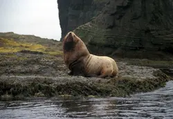 Steller Sea Lion0