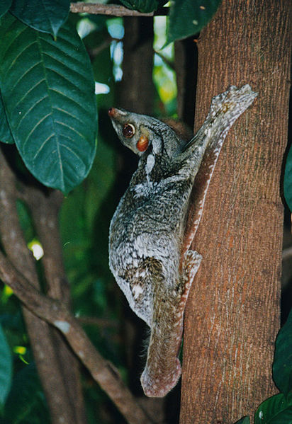 giant colugo