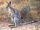 Bridled Nail-tail Wallaby