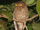 Andaman Scops Owl