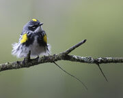 Courtship warbler