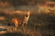 Dhole0.webp (71 KB)
