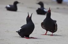 Male and female Pigeon Guillemot, Cepphus columba, mutual courtship display
