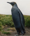 King Penguin Juveile
