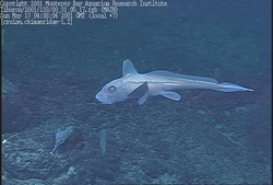 Purple-chimaera-hydrolagus-purpurescens