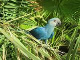 Spix's Macaw