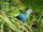 Spix's Macaw