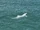 Indo-Pacific Humpback Dolphin