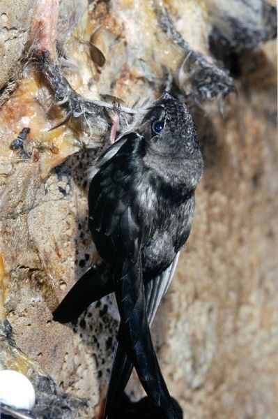 Black Nest Swiftlet Animal Database Fandom