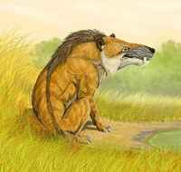 Restoration A. mongoliensis