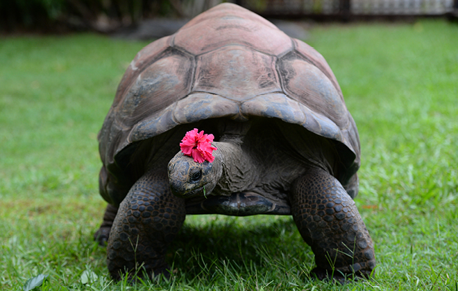 Tortoise aldabra Aldabra Tortoise