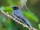 Sunda Cuckooshrike