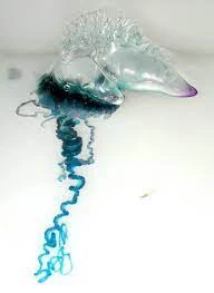 Portuguese Man o' War | Animal Database | Fandom