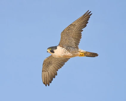 In flight