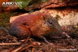 Grey-faced Sengi | Animal Database | Fandom